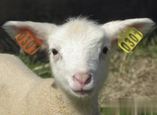 激光打標機在動物耳牌使用中有那些優勢呢 第1張